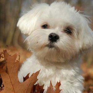 Meet your Posher, Mona